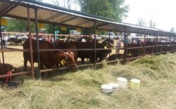 XII Krajowa Wystawa Czerwonego Bydła Polskiego, 09-10.06.2018 r.Szczyrzyc.