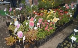 Promocyjno – Handlowa Wystawa Rolnicza, 08.-09.09.2018 r., Nawojowa