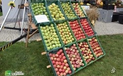 XX Powiatowe Święto Owocobrania, Łukowica, 09.09.2018 r.